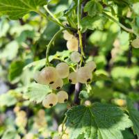 Смородина "Белая фея"