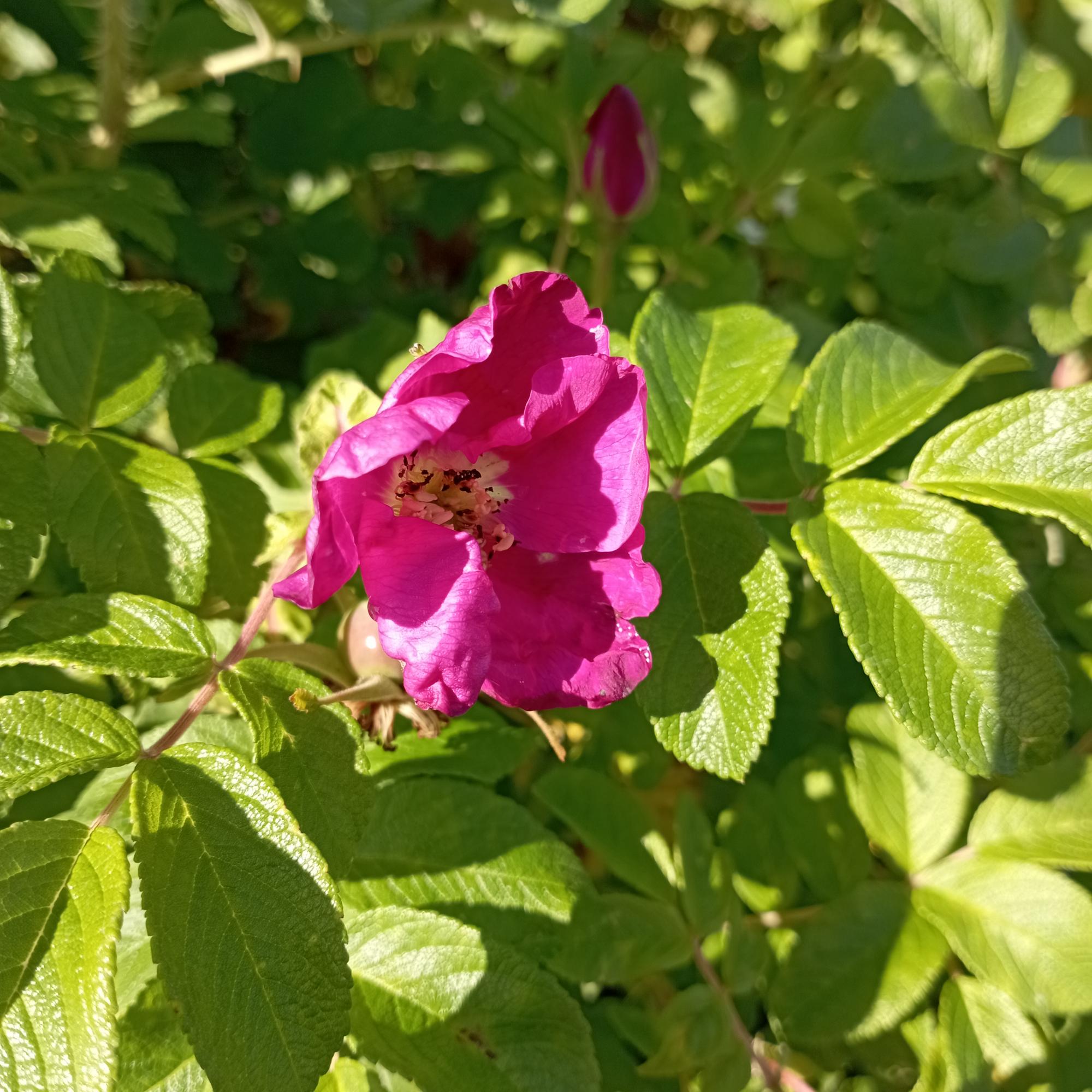 Шиповник Rosa rugosa. Грубые цветы. Питомник малинки иваново