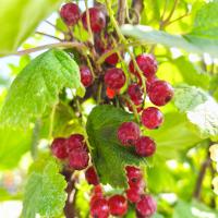 Смородина красная «Натали»