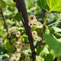 Смородина белая "Баяна"