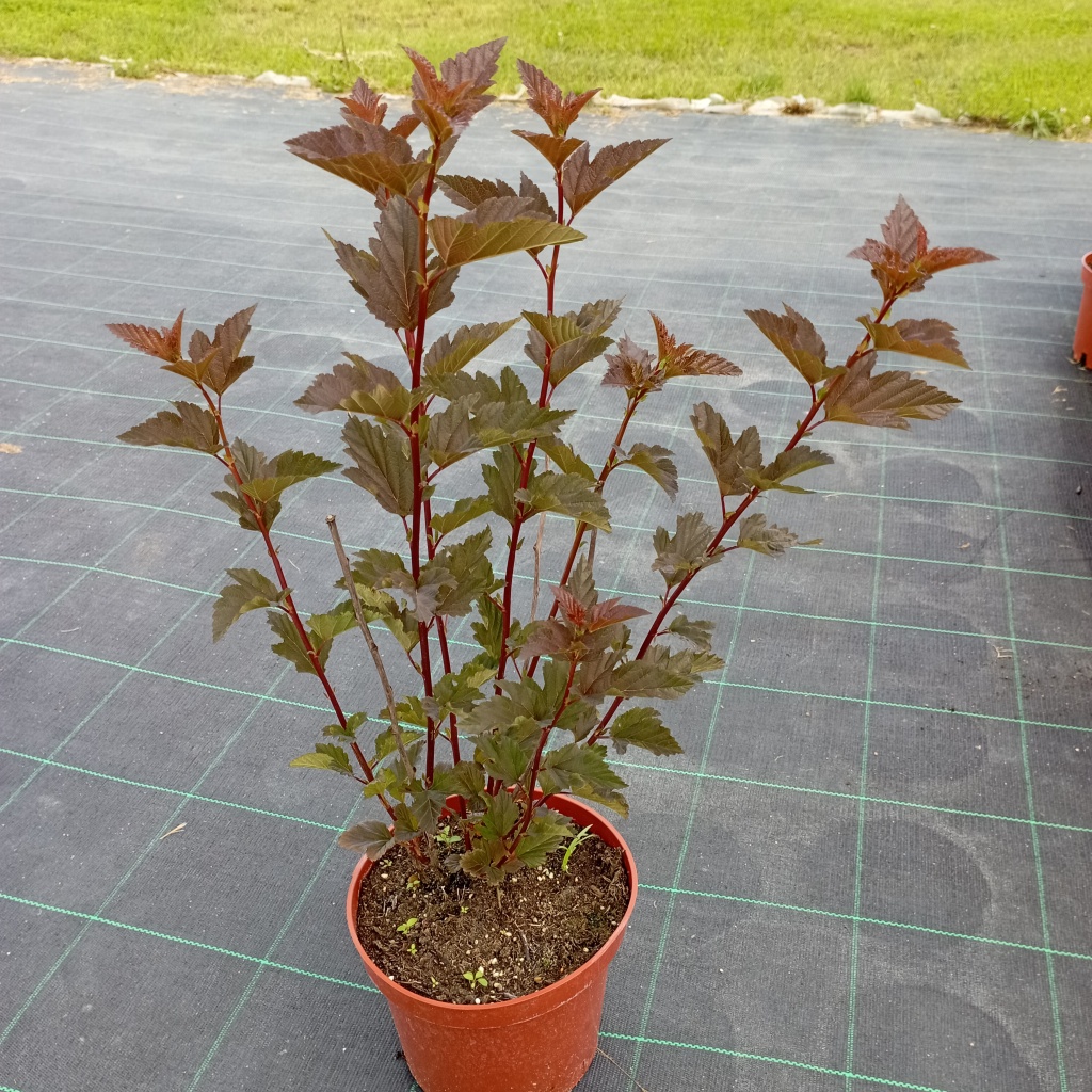 пузыреплодник_Ред_Барон_1.jpg пузыреплодник_Ред_Барон_1.jpg