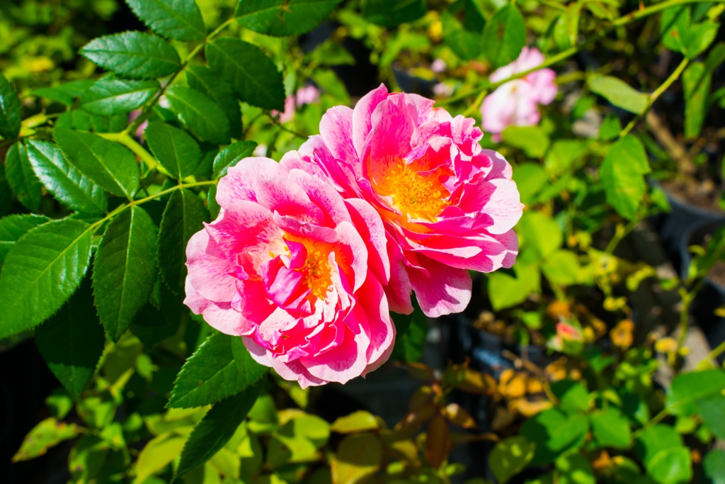 кир_ройал.jpg кир_ройал.jpg