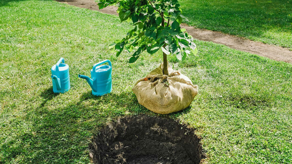 sazhenec-yabloni.jpg sazhenec-yabloni.jpg