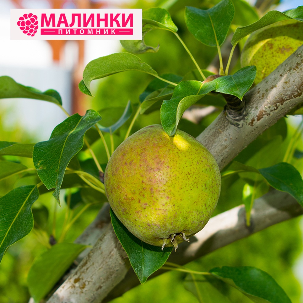 груша любимица Яковлева.jpg груша любимица Яковлева.jpg