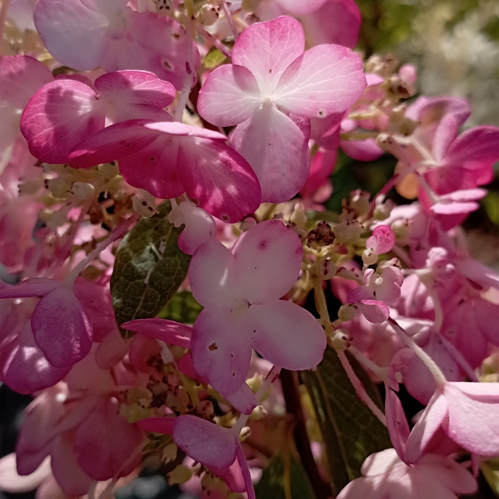 Пастель_Грин_2000.jpg Пастель_Грин_2000.jpg