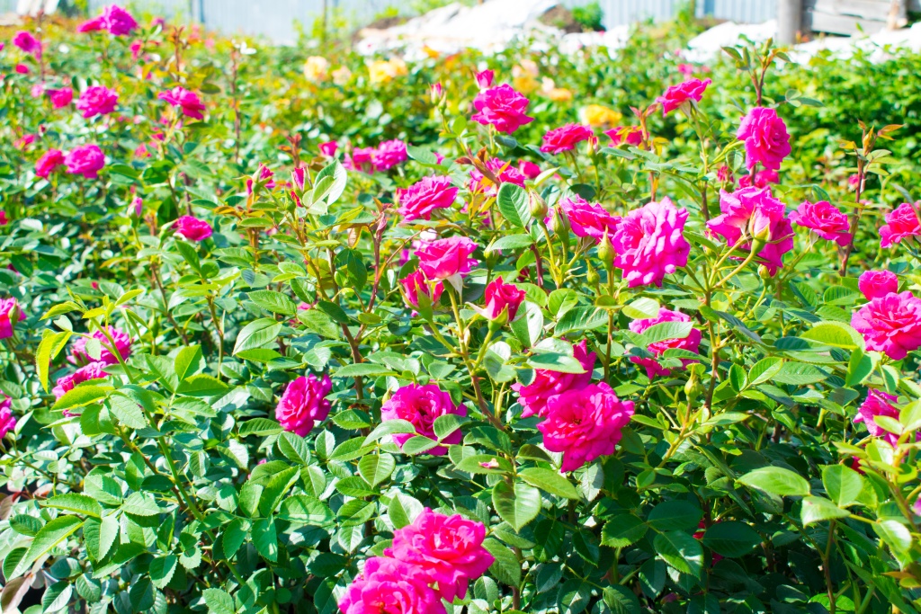 плетистая_Гиардина.jpg плетистая_Гиардина.jpg