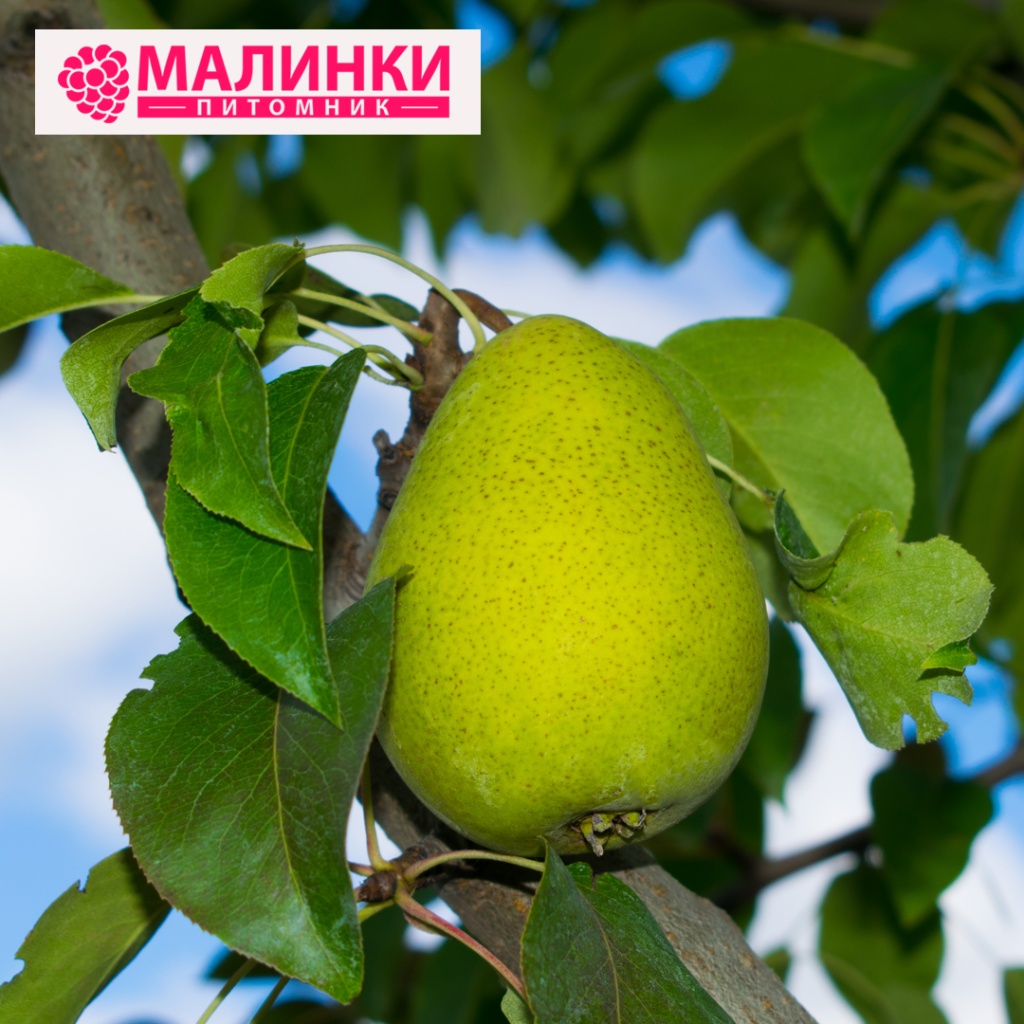 груша Чижовская.jpg груша Чижовская.jpg