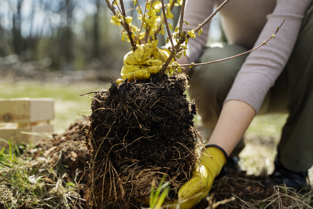 planting-trees-as-part-reforestation-process.jpg planting-trees-as-part-reforestation-process.jpg