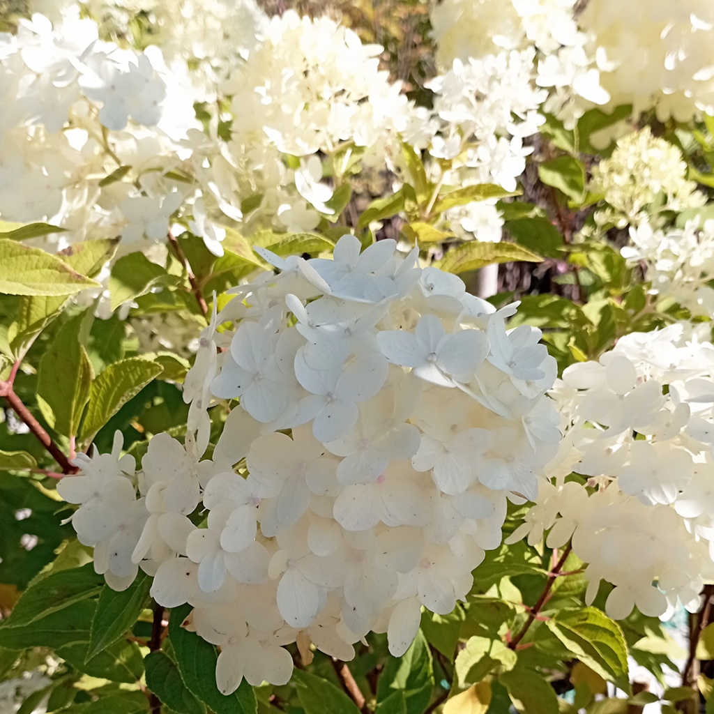 гортензия_Ванилла_Фрайз_2_превью.jpg гортензия_Ванилла_Фрайз_2_превью.jpg