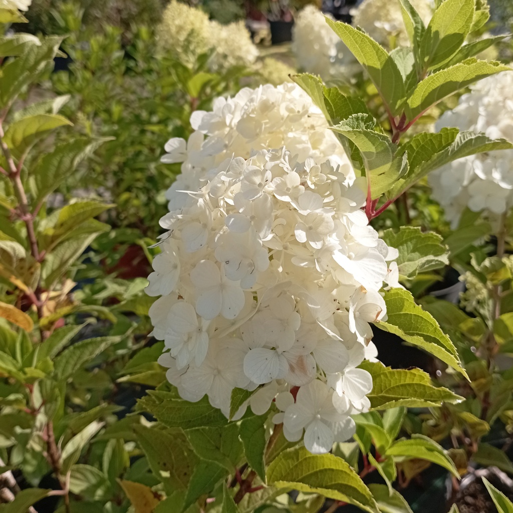 Меджикал_Килиманджаро_4_превью.jpg Меджикал_Килиманджаро_4_превью.jpg