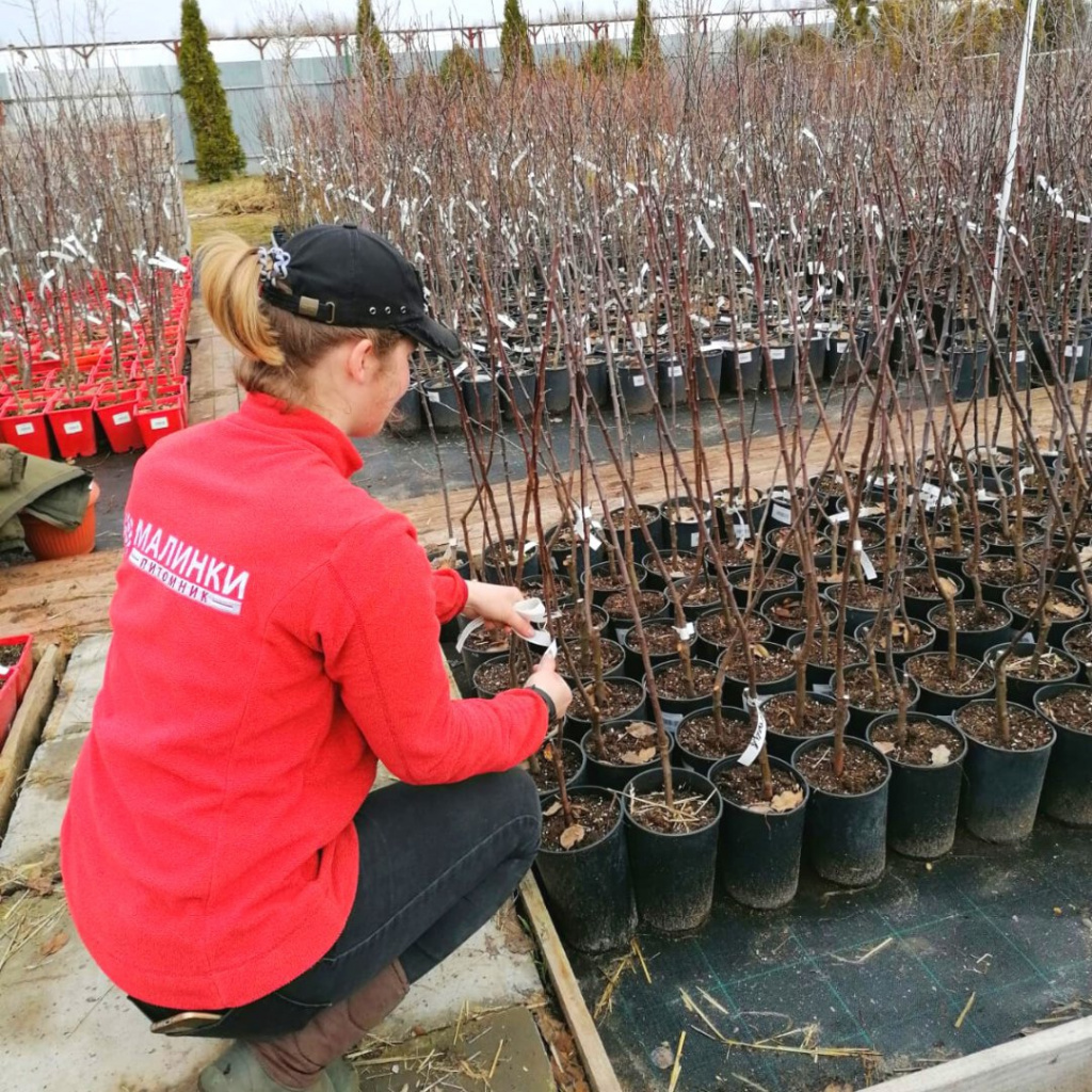 Открытие питомника растений Малинки