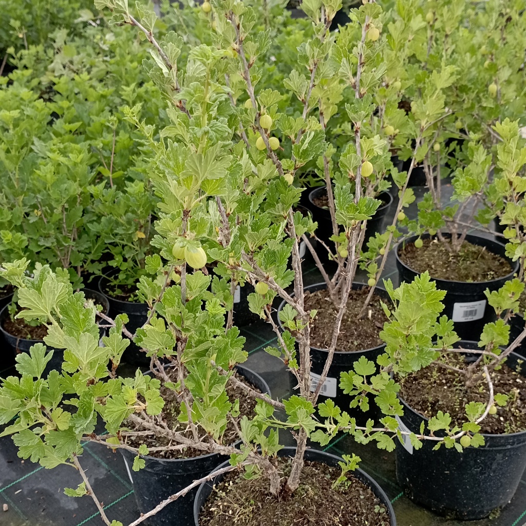 крыжовник_Салют.jpg крыжовник_Салют.jpg