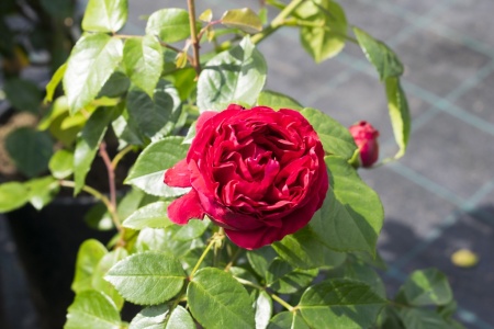 Роза плетистая "Antike 89" ("Антик 89")