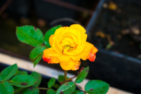 Роза миниатюрная "Mini Yellow" ("Мини Еллоу") Роза миниатюрная "Mini Yellow" ("Мини Еллоу")