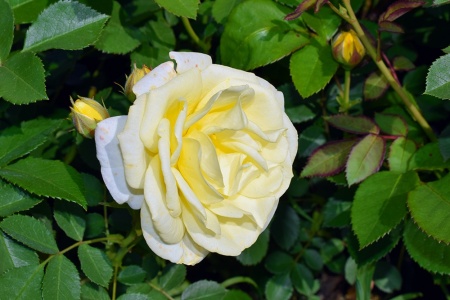 Роза флорибунда "Comtesse du Barry" ("Комтесса Дю Барри")