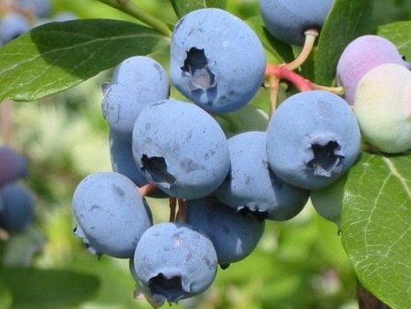 Голубика «Река» /  Blueberries «River»