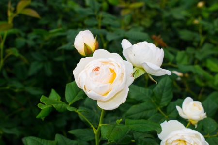 Роза плетистая "Uetersener Klosterrose" ("Ютерсенер Клостеррозе")