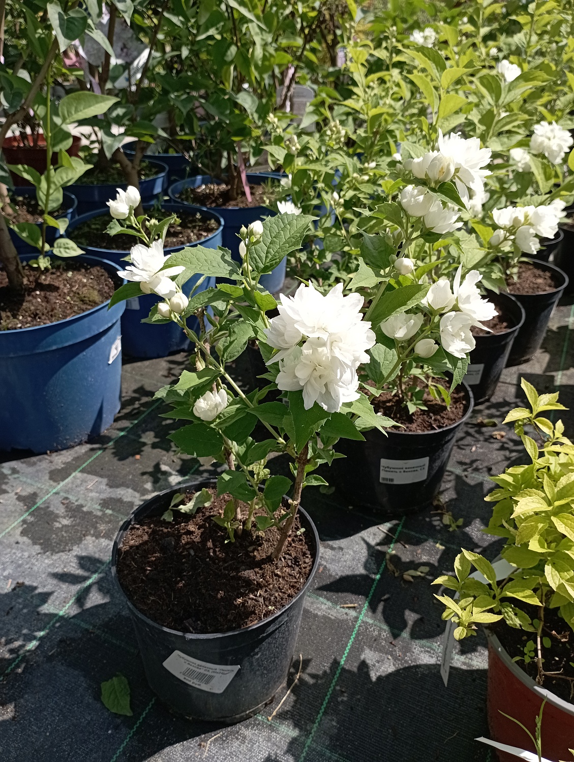 Чубушник венечный "Память о Вехове"