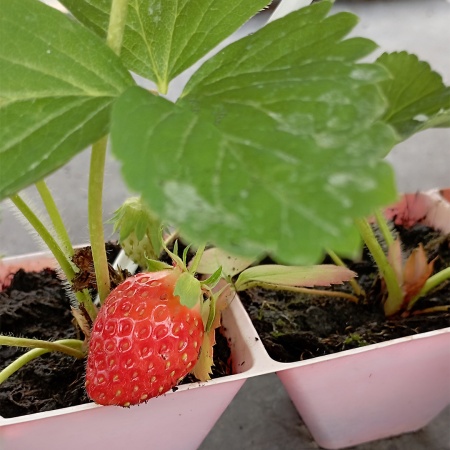 Земляника Алина