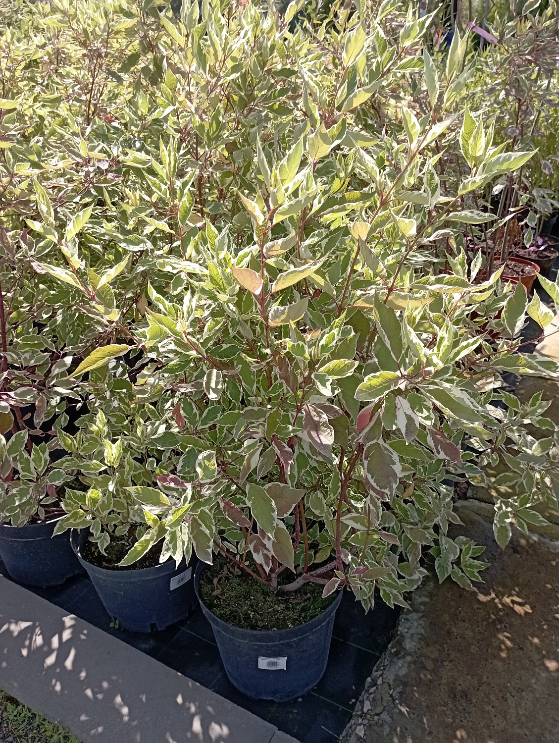 Дерен белый "Elegantissima"