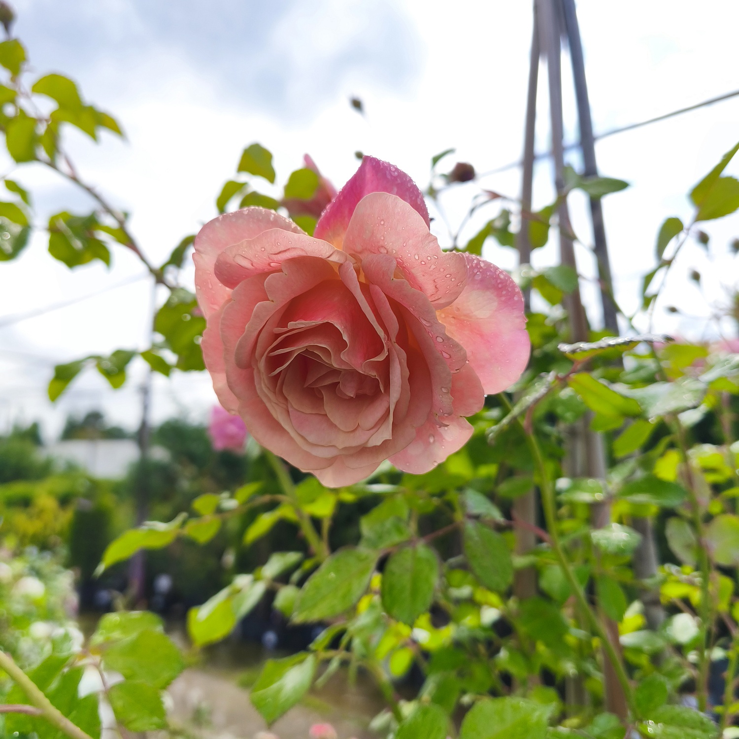 Роза чайно-гибридная Пич Мельба