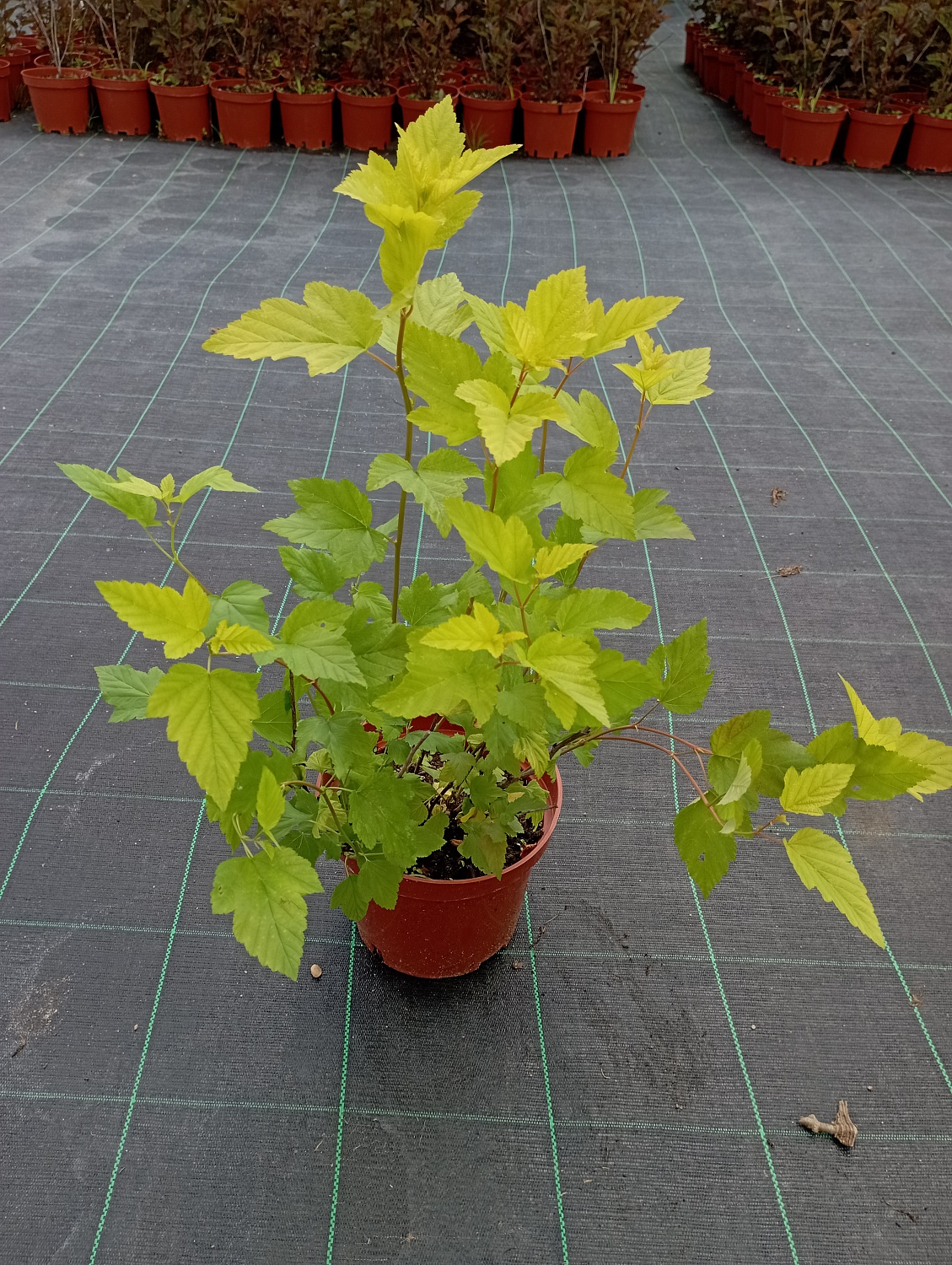 Пузыреплодник калинолистный "Angel Gold" Пузыреплодник калинолистный "Angel Gold"