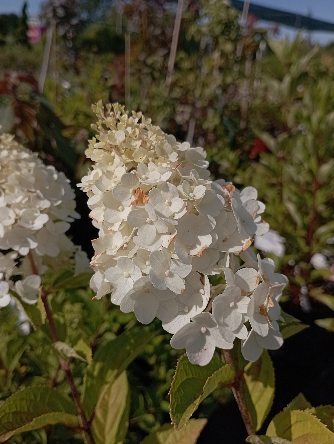 Гортензия метельчатая "Magical Kilimanjaro" (Мэджикал Килиманджаро)