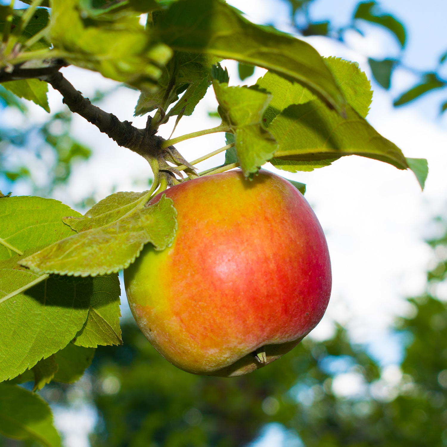 Яблоня «Имрус»