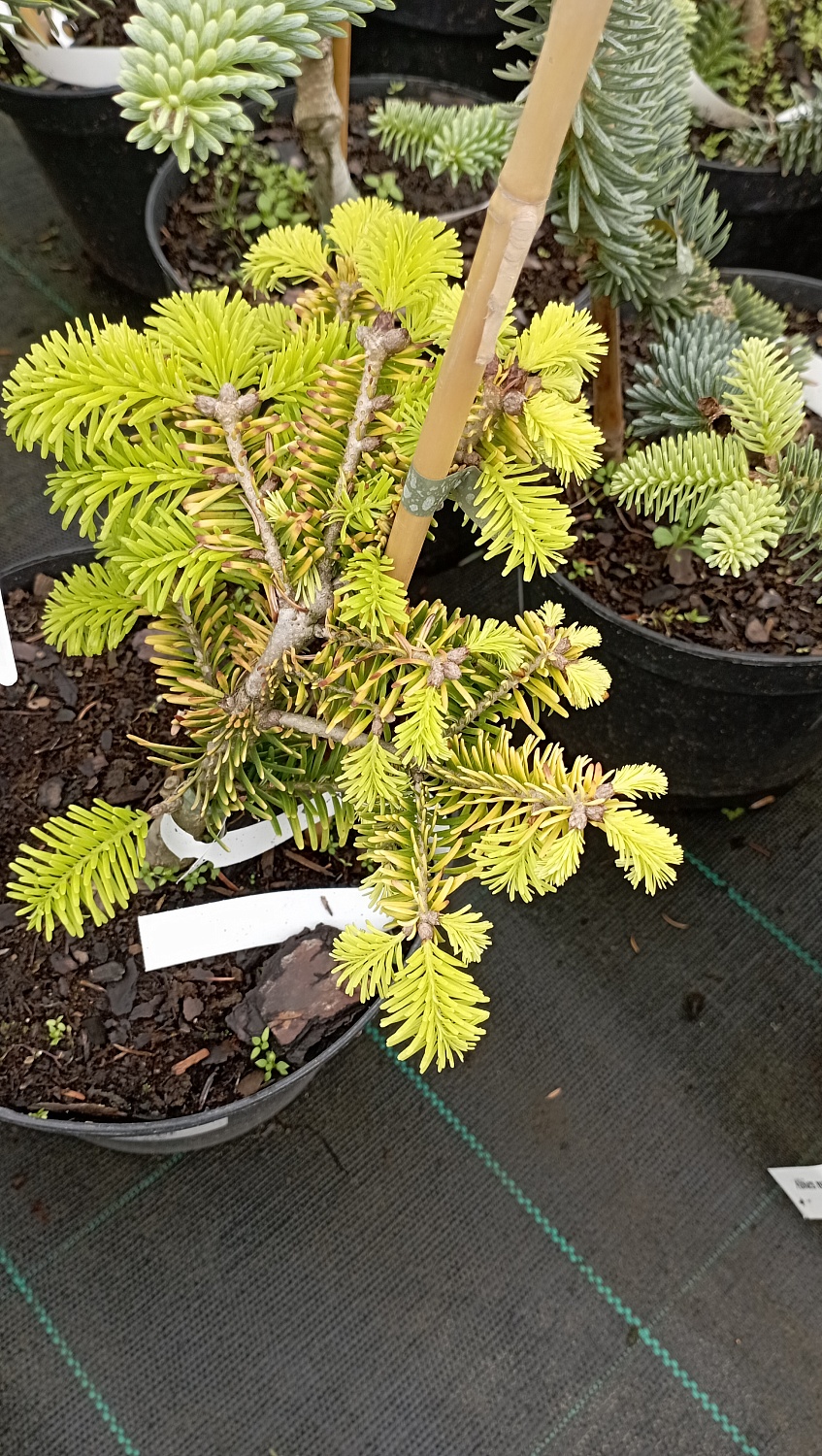 Пихта Нордмана "Golden Spreader"