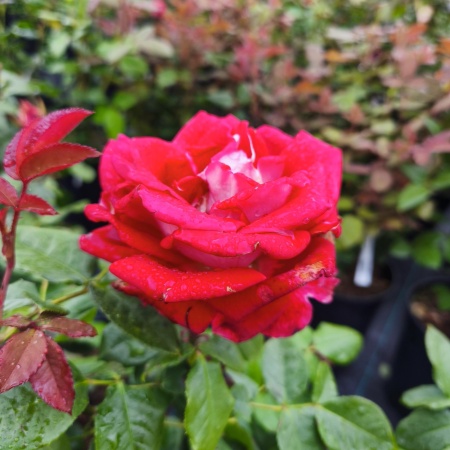 Роза чайно-гибридная Люксор