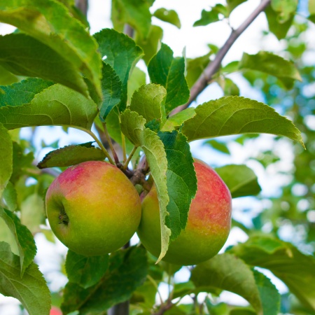 Яблоня "Жигулевское"