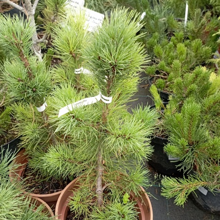 Сосна кедровая сибирская Сосна кедровая сибирская