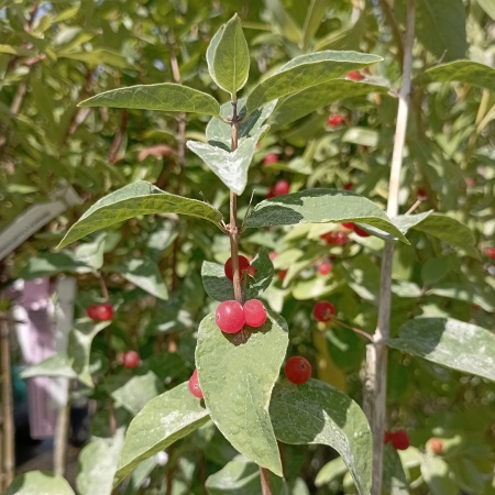 Жимолость татарская 120-160