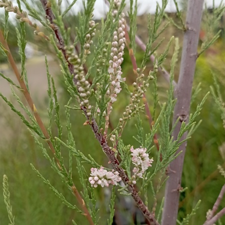 Тамарикс "Pink Cascade'" (Пинк Каскад)