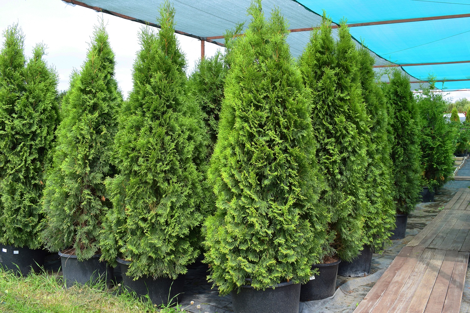 6 хвойных для вашего сада. Как правильно выбрать?