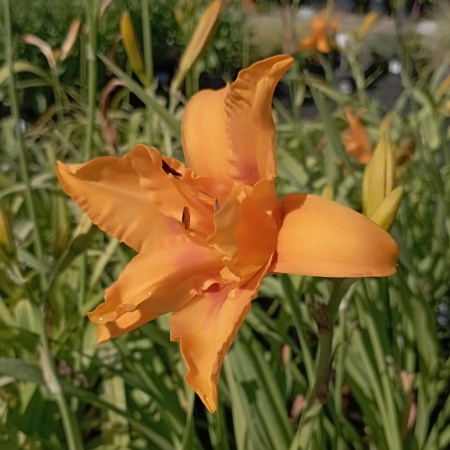 Лилейник гибридный "Three Ties" (Три Тайс)