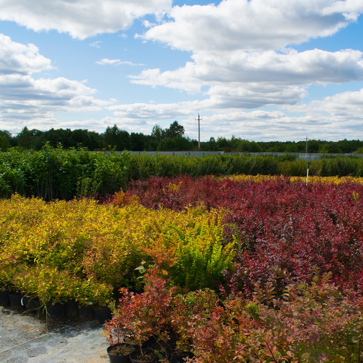 Какие растения радуют нас цветением на протяжении многих лет и при этом неприхотливы в уходе? 