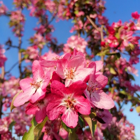 Яблоня декоративная Пионерка