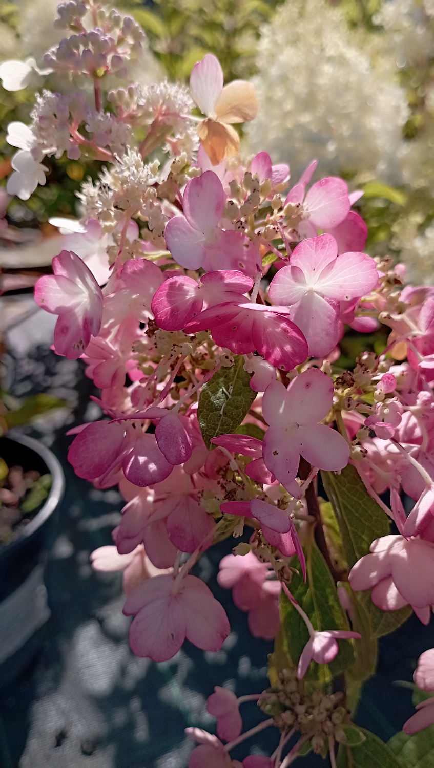 Гортензия метельчатая "Pastel Green" (Пастель Грин)