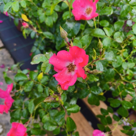 Роза Пинк Бланкет