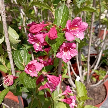 Вейгела "Bristol Ruby" (Бристол Руби)