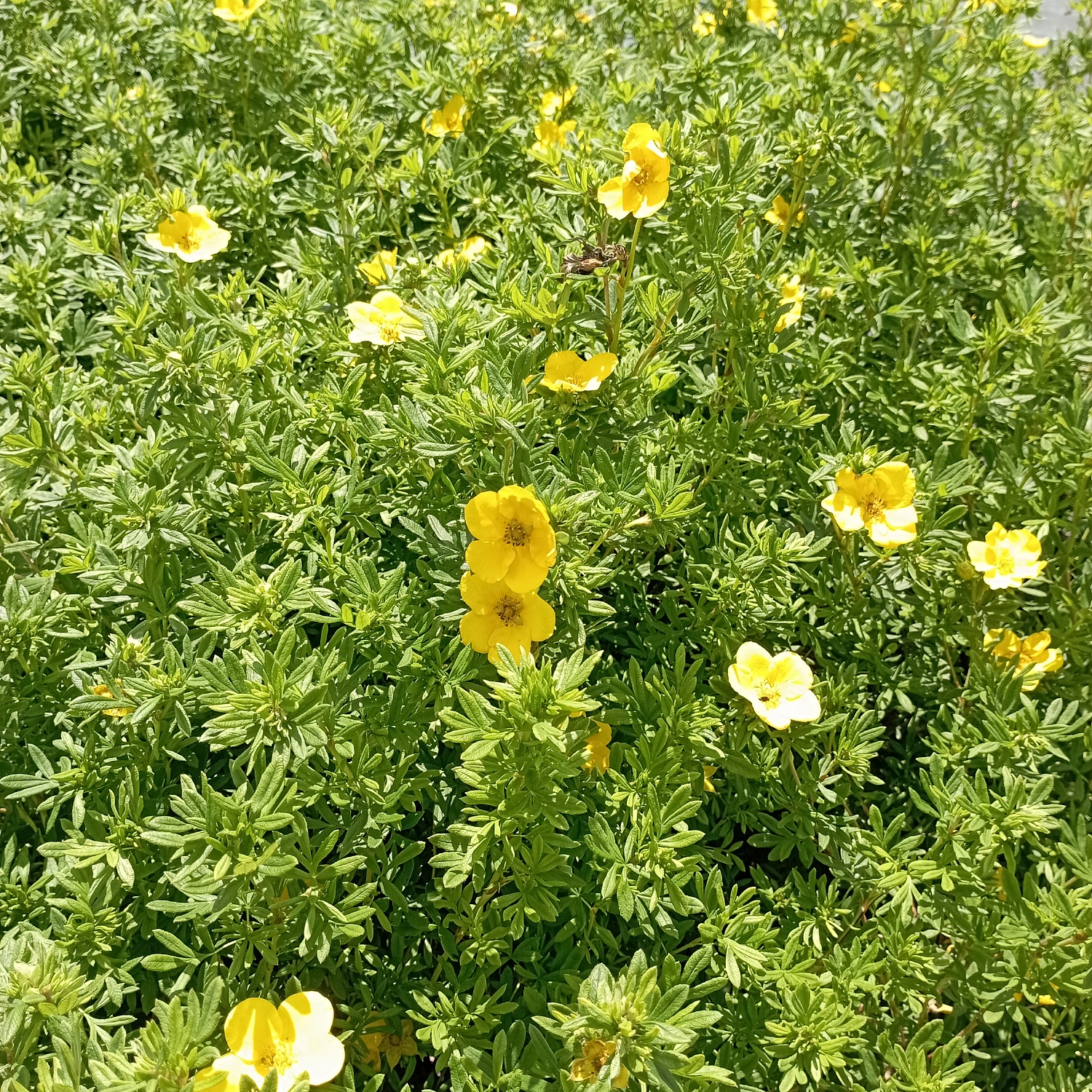 Лапчатка "Goldfinger" (Голдфингер)