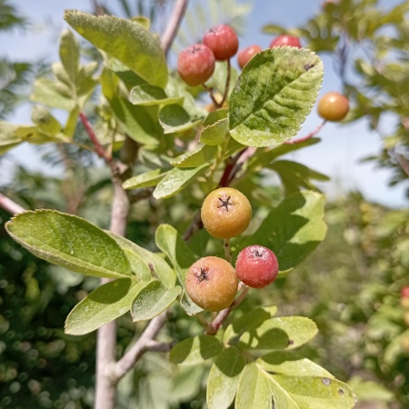 Рябина Ликёрная