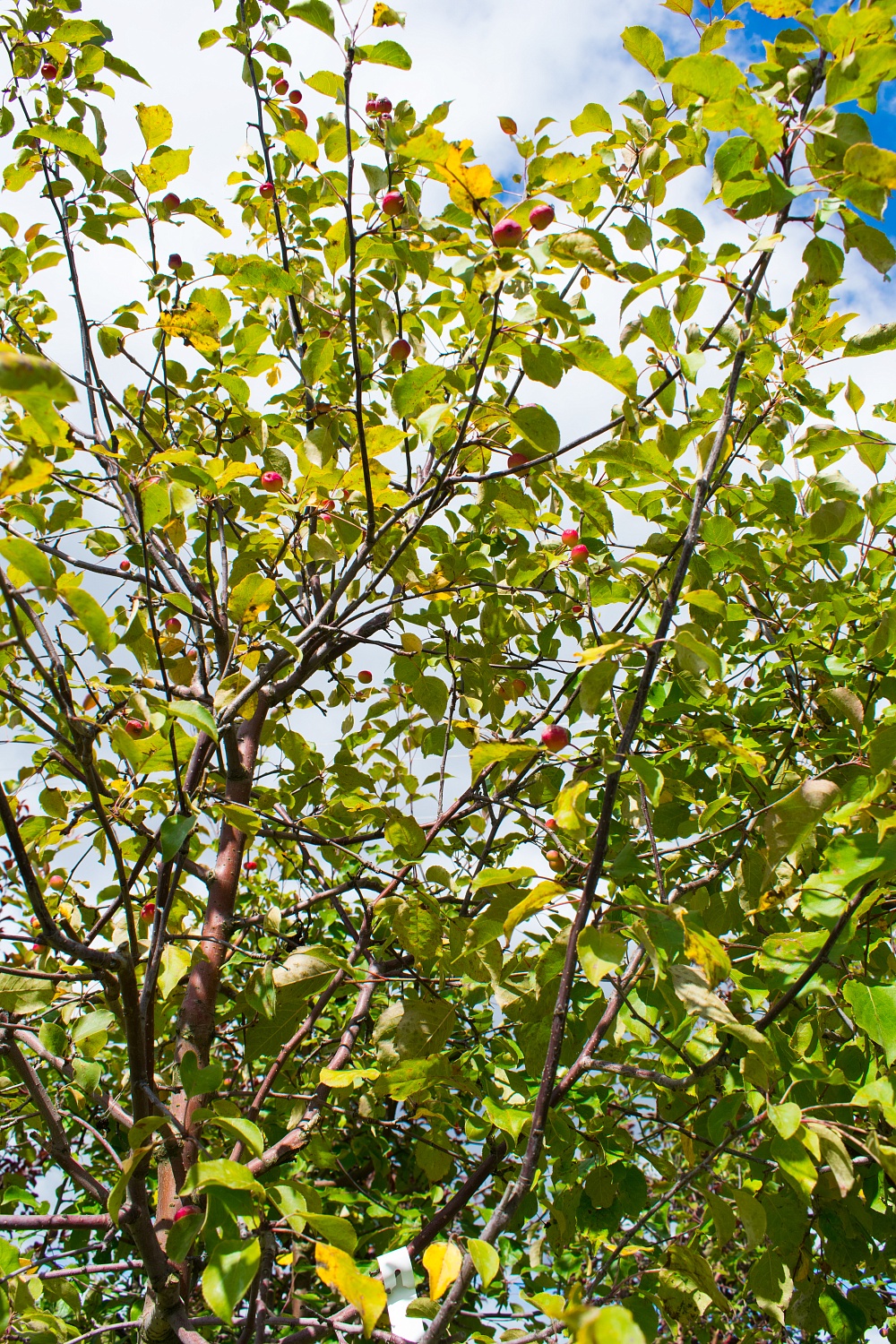 Яблоня декоративная "Rudolph" (Рудольф)