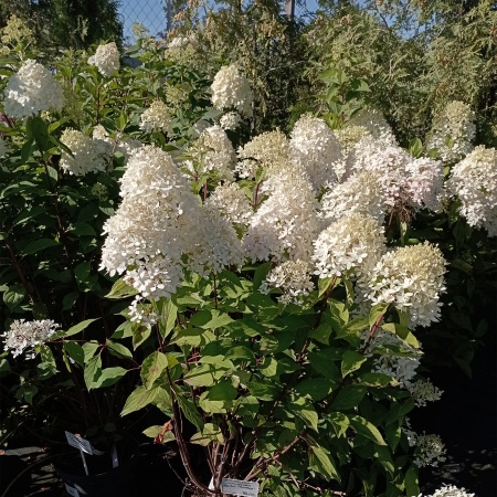 Гортензия метельчатая "Polar Bear"