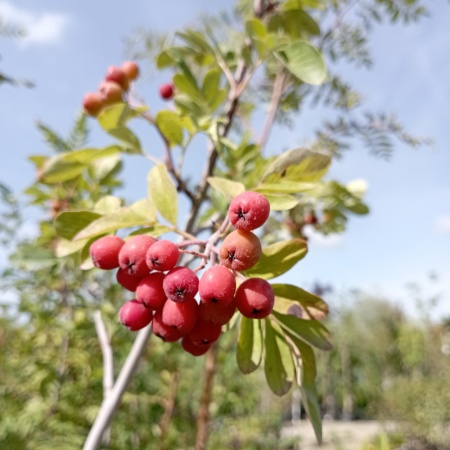 Рябина "Сказочная" Рябина "Сказочная"