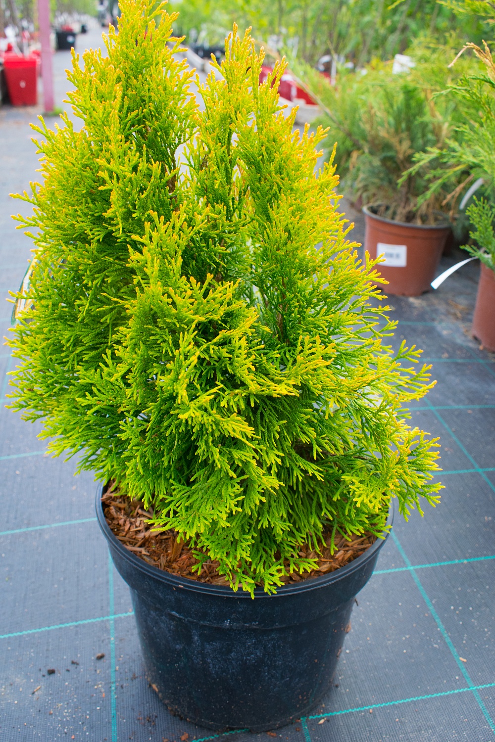 Туя западная Golden Smaragd Janed Gold