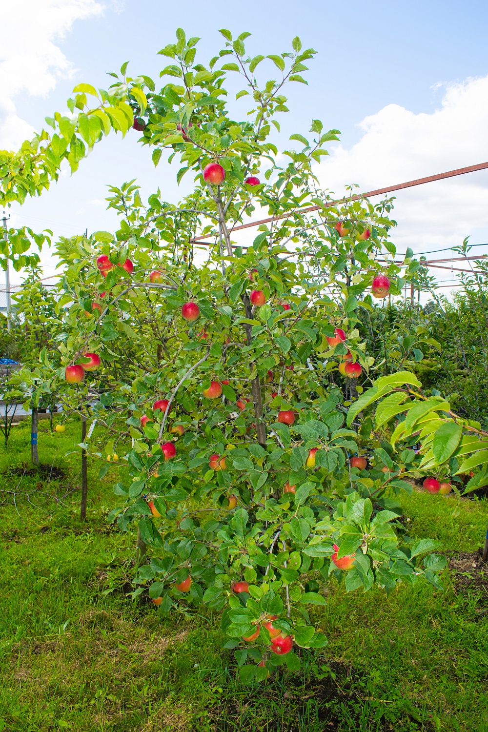 Яблоня «Имрус»