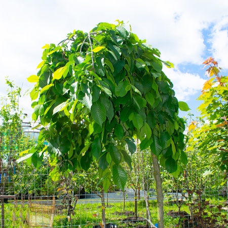 Вяз плакучий "Camperdownii" (Кампердоуни)