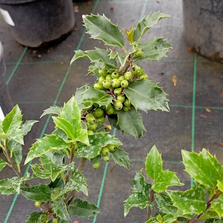 Падуб Мазерва "Blue Princess"